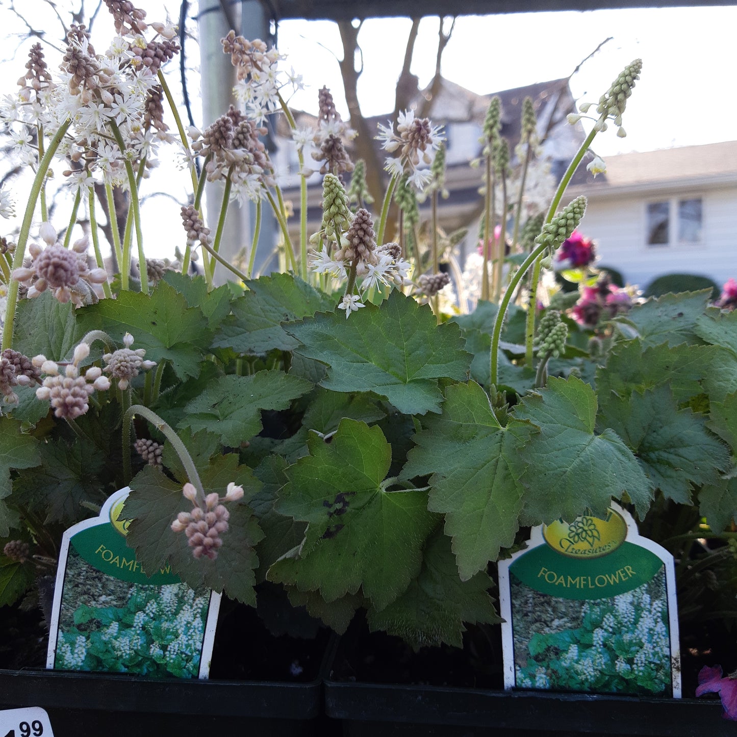 1 Gal Foam Flower (Tiarella)