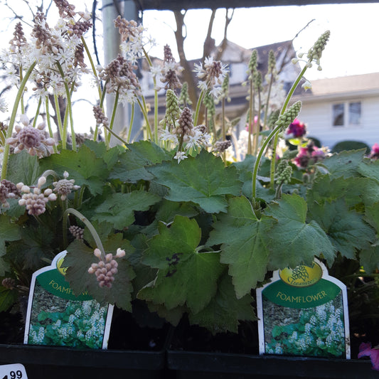 1 Gal Foam Flower (Tiarella)