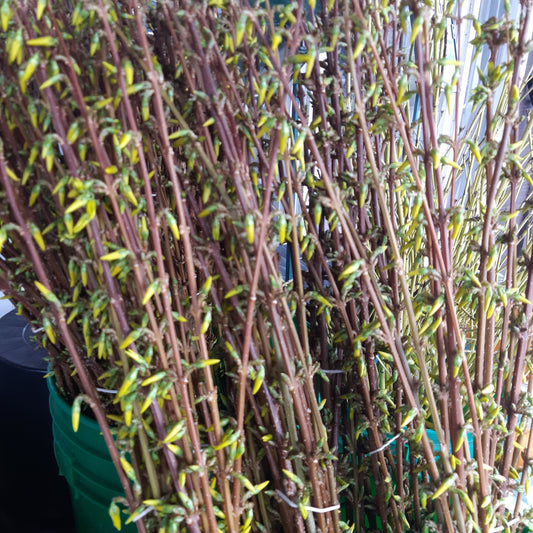 Cut Forsythia