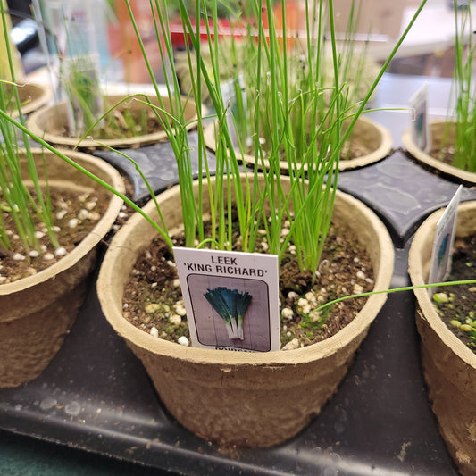4" Leek 'King Richard'