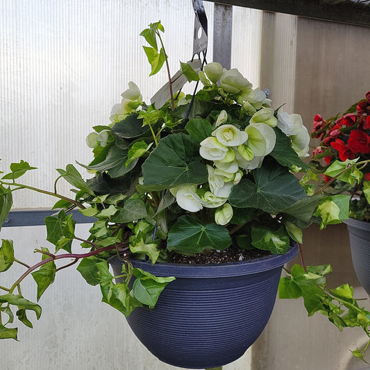 12" Rieger Begonia Hanging Basket