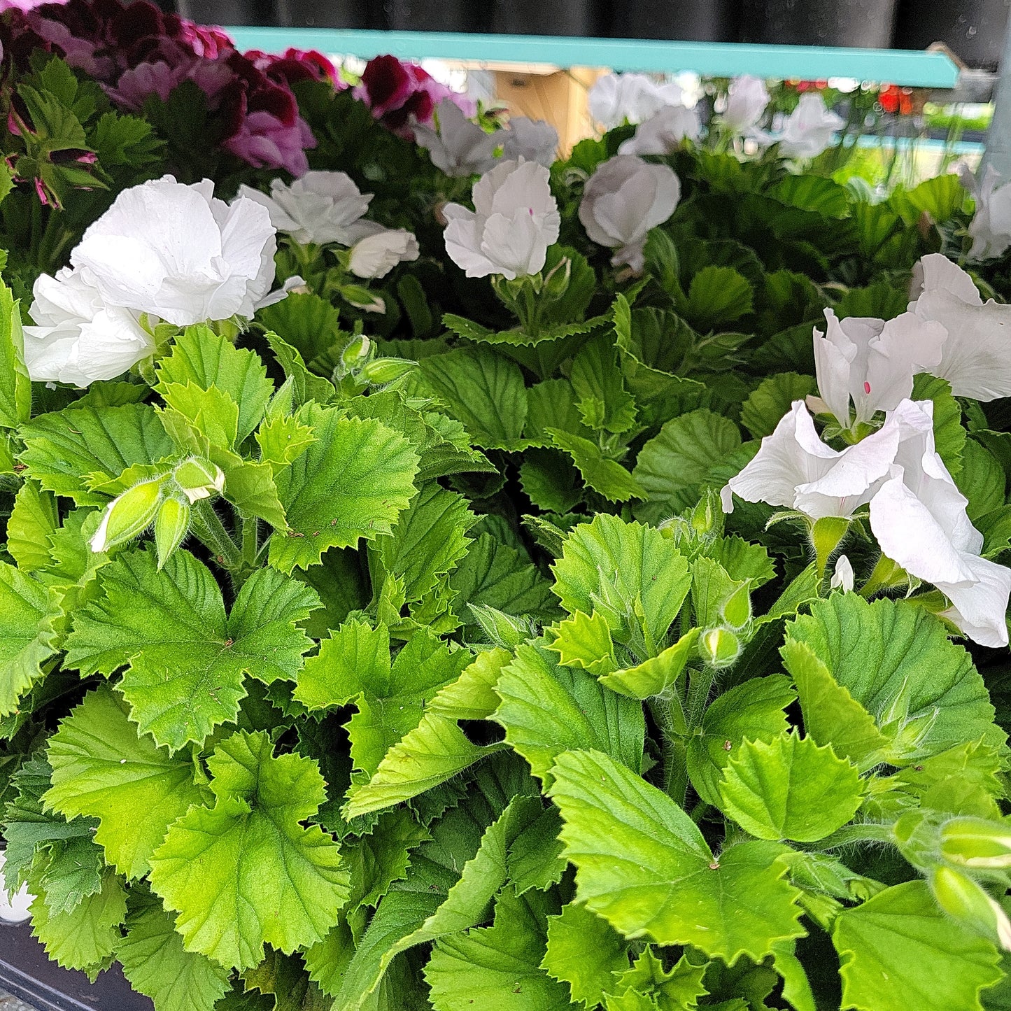 4.5" Regal Geraniums