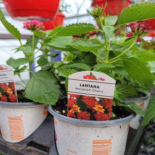 4" Lantana