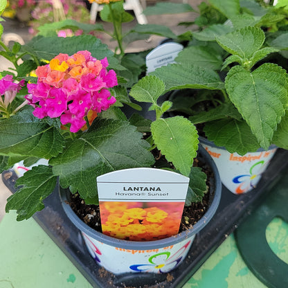 4" Lantana