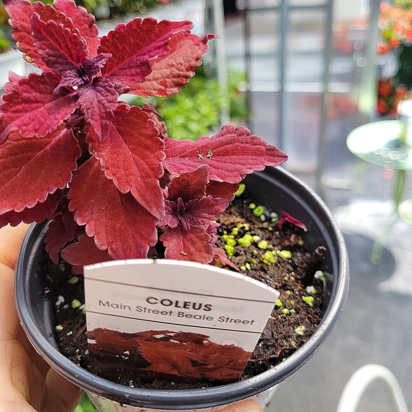 4" Coleus
