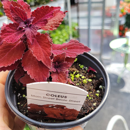 4" Coleus