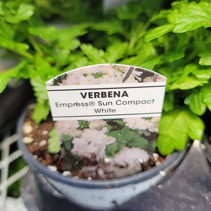 4" Verbena