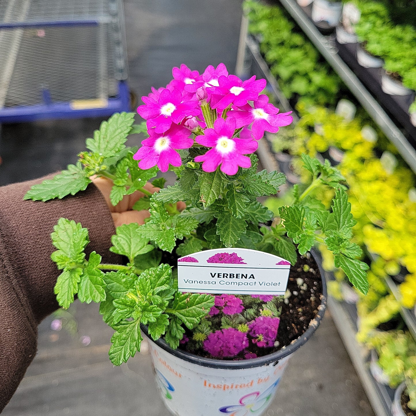 4" Verbena