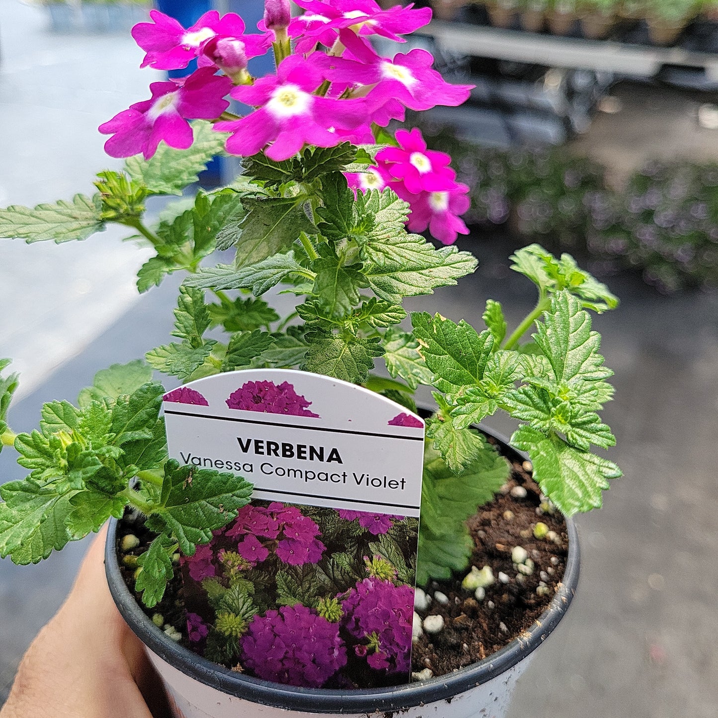 4" Verbena