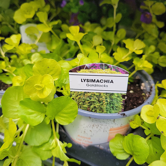 4" Lysimachia 'Creeping Jenny'