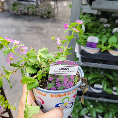 4" Bacopa