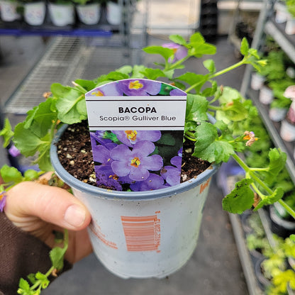 4" Bacopa