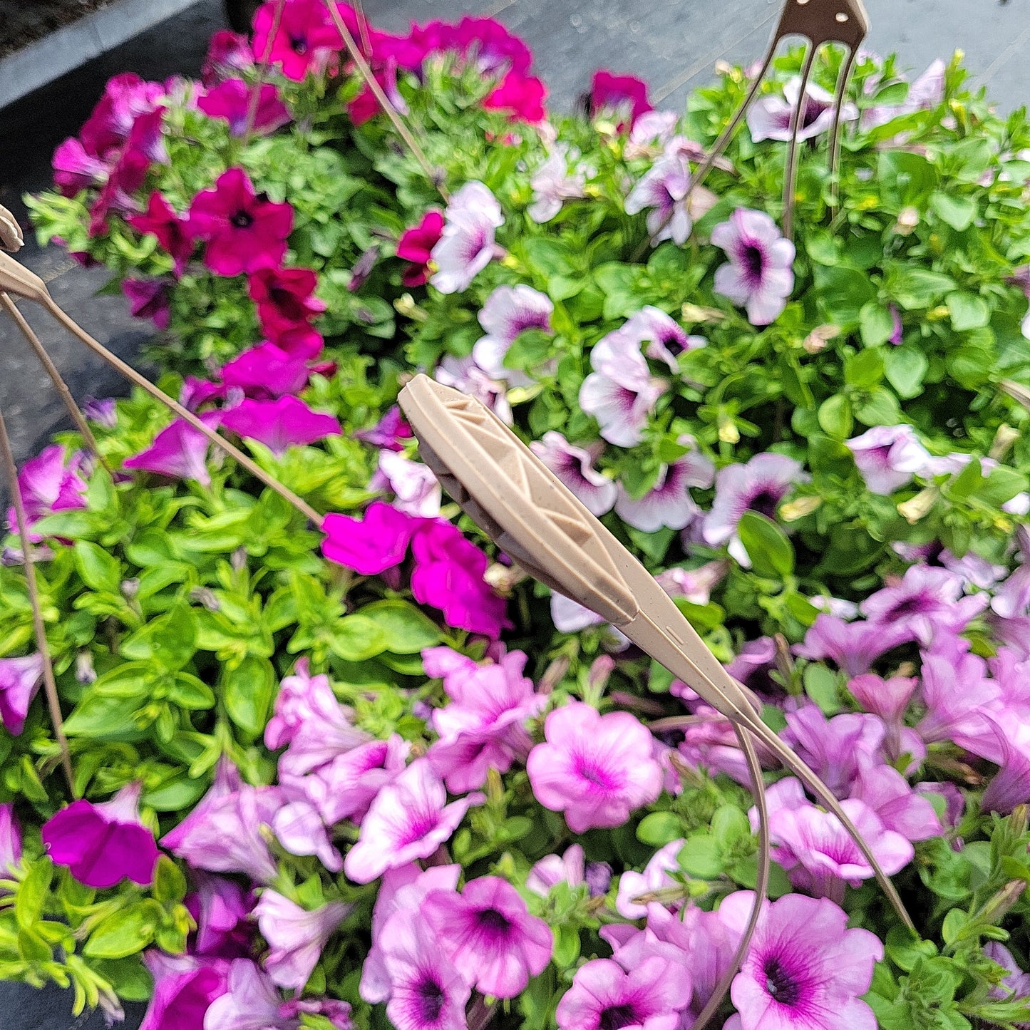 10" Petunia Hanging Basket