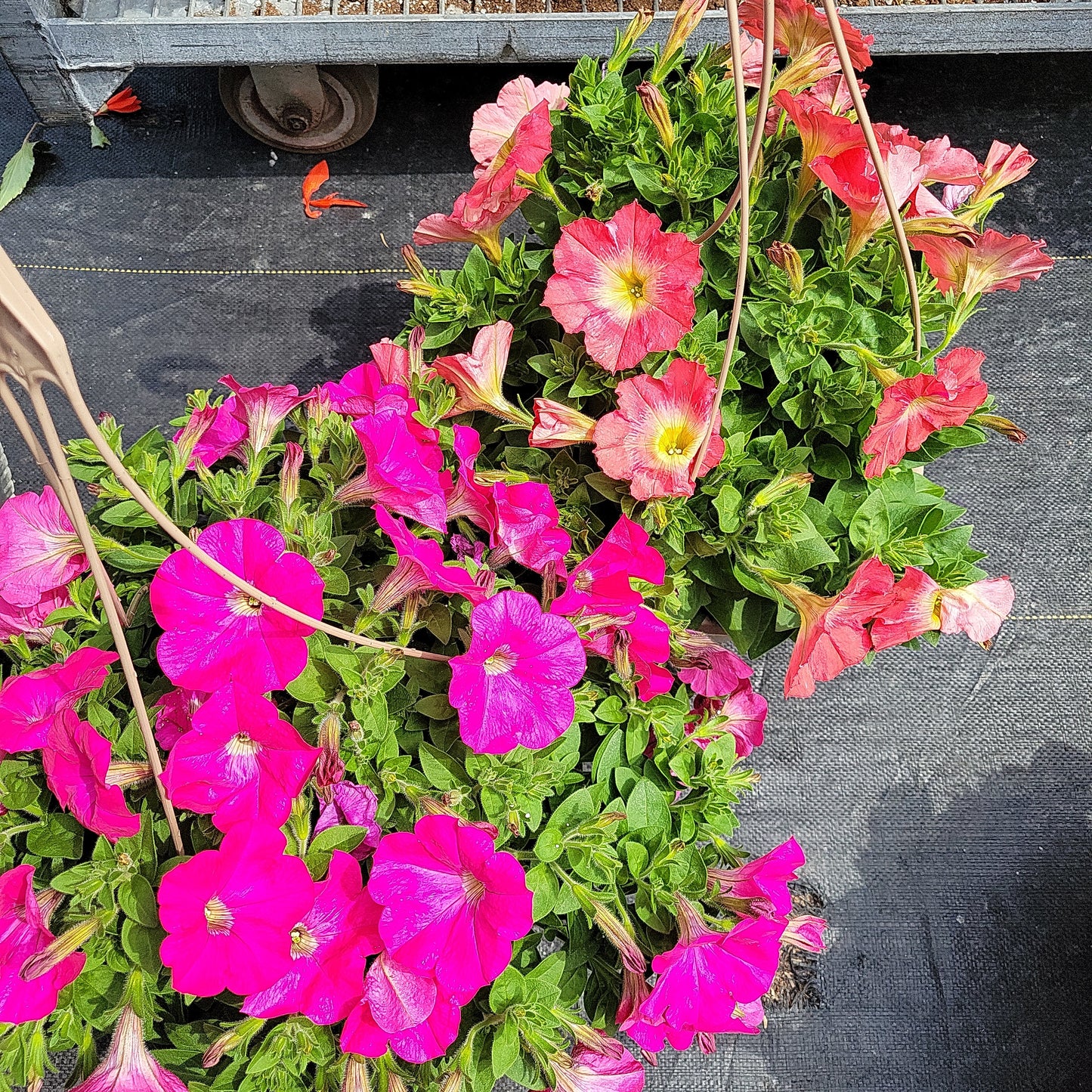 10" Petunia Hanging Basket