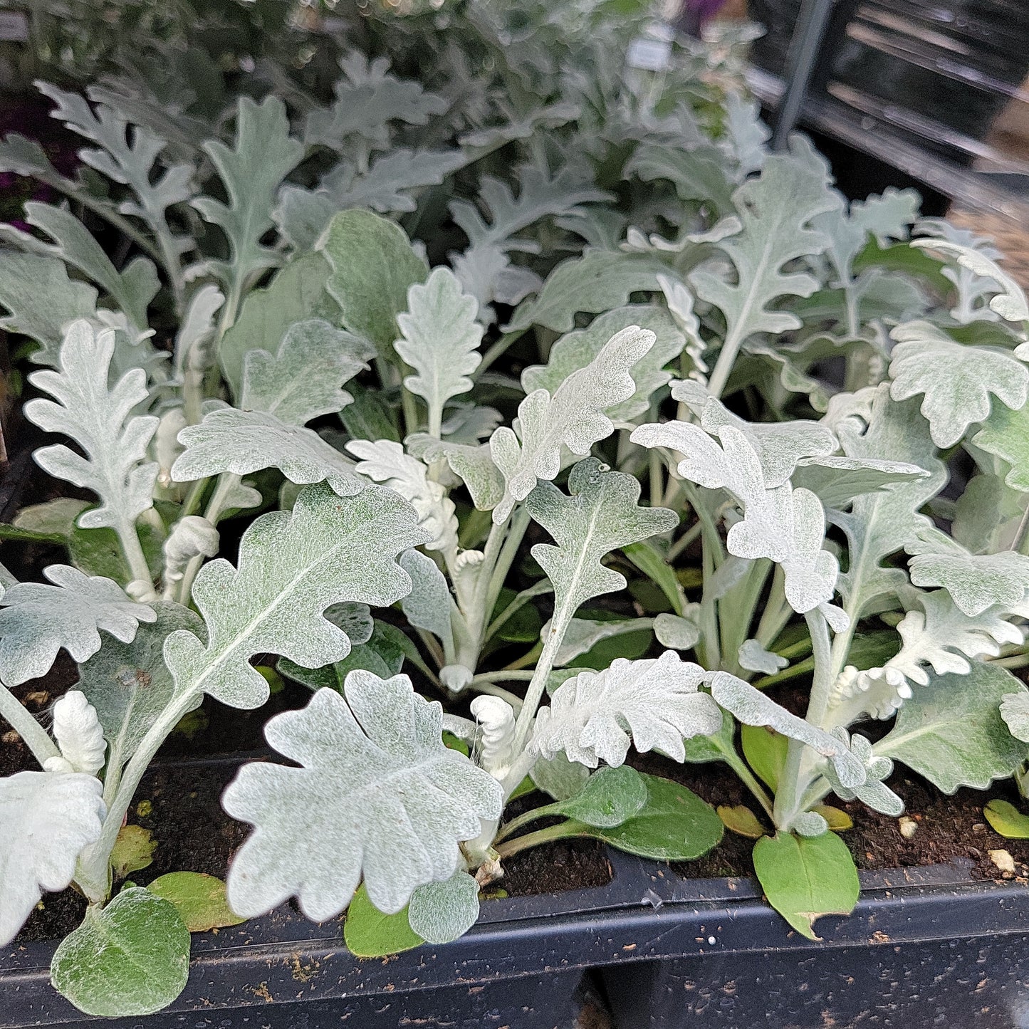 Multi Pack Dusty Miller