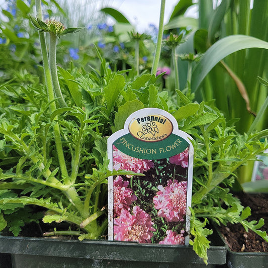 1 Gal Scabiosa 'Pincushion Flower'