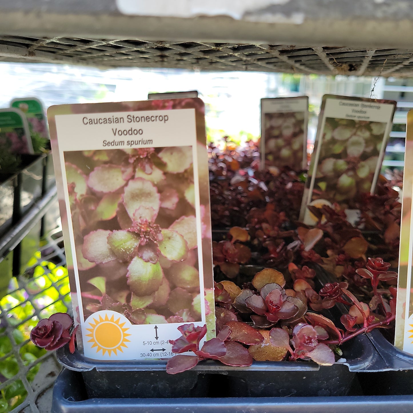 6 pack Sedum (Stonecrop)