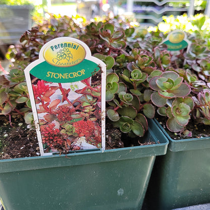 1 Gal Sedum/Stonecrop
