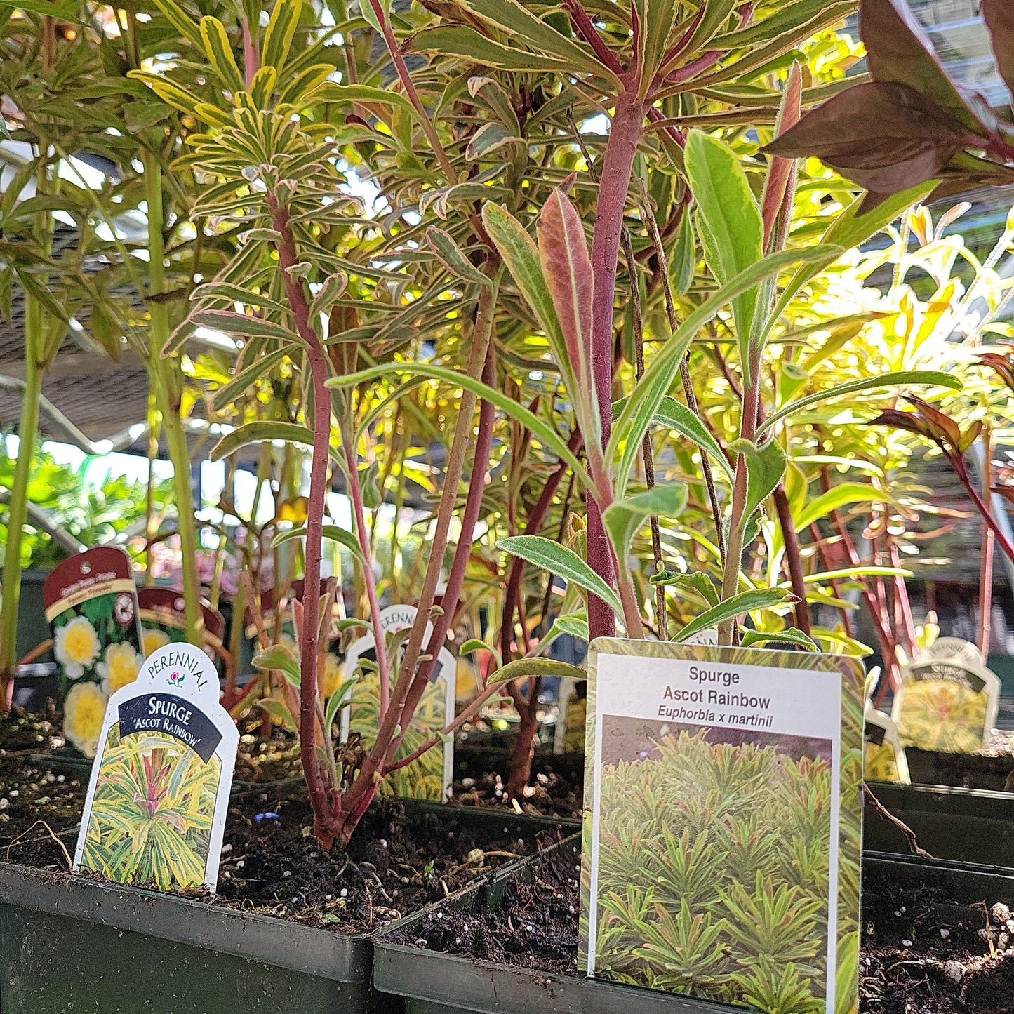 1 Gal Spurge 'euphorbia' Ascot Rainbow