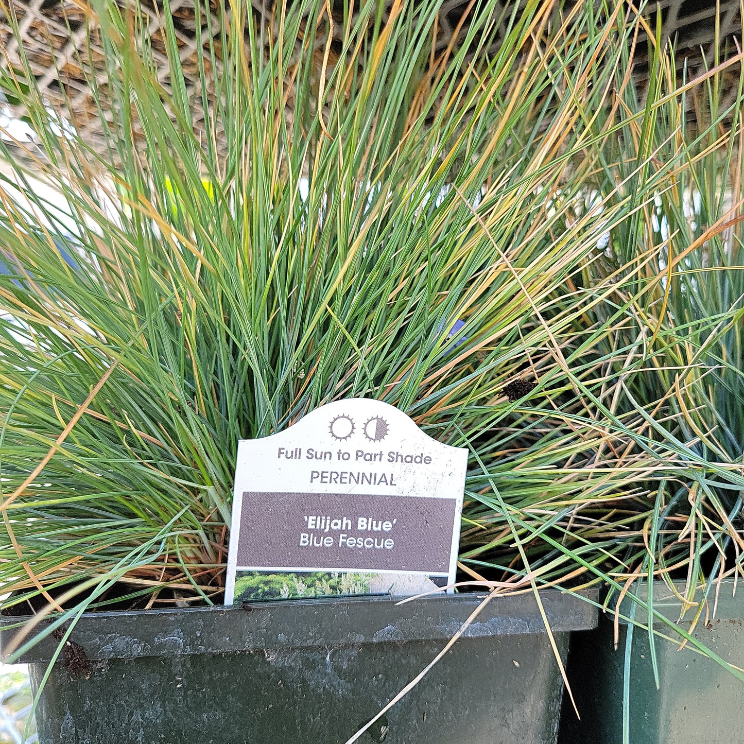 Blue Fescue 'Elijah Blue'