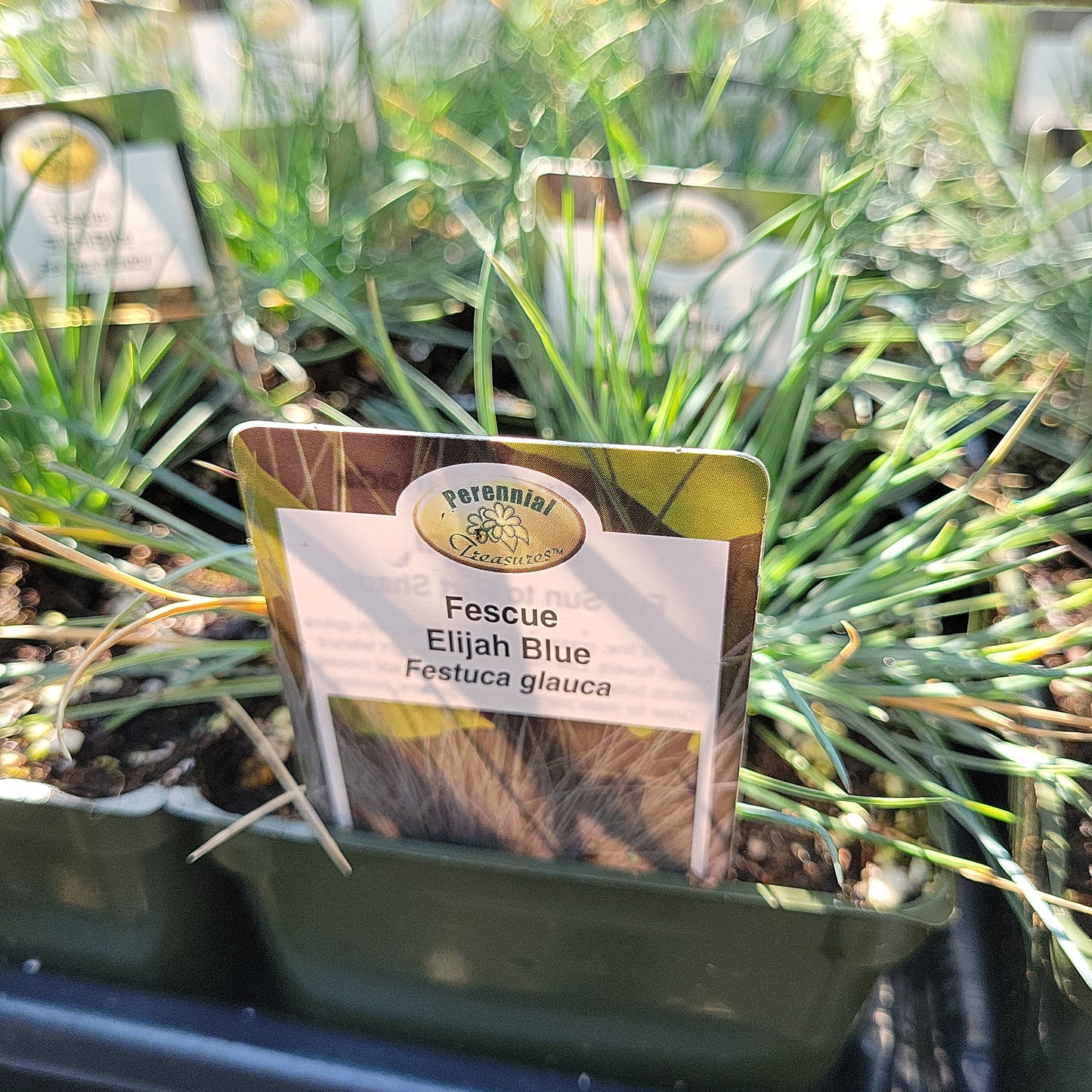 Blue Fescue 'Elijah Blue'