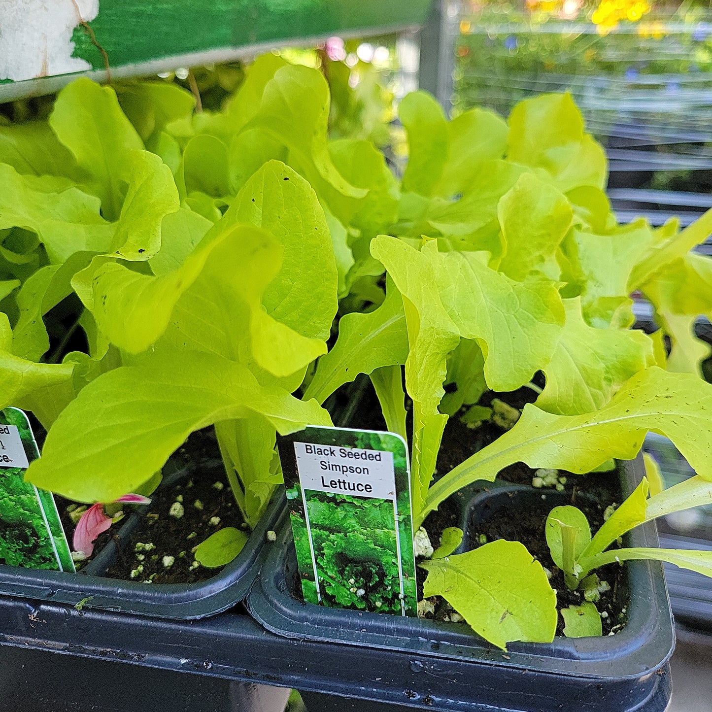 Lettuce Plants (Multi Pack)