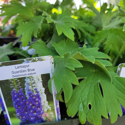 4" Delphinium (Larkspur)