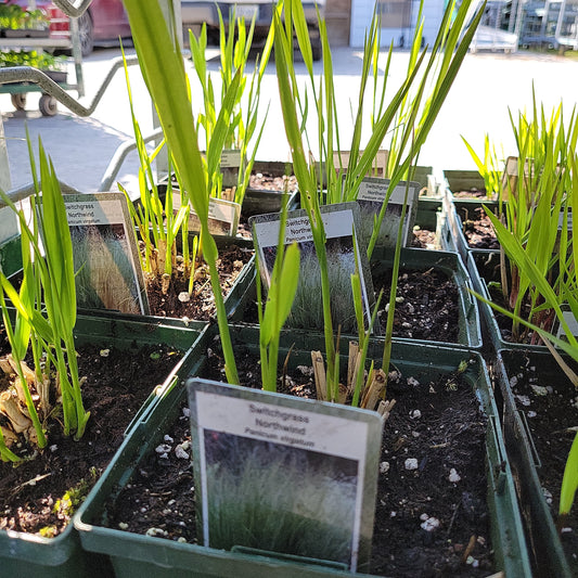 1 Gal Northwind Switch Grass "Panicum Virgatum"