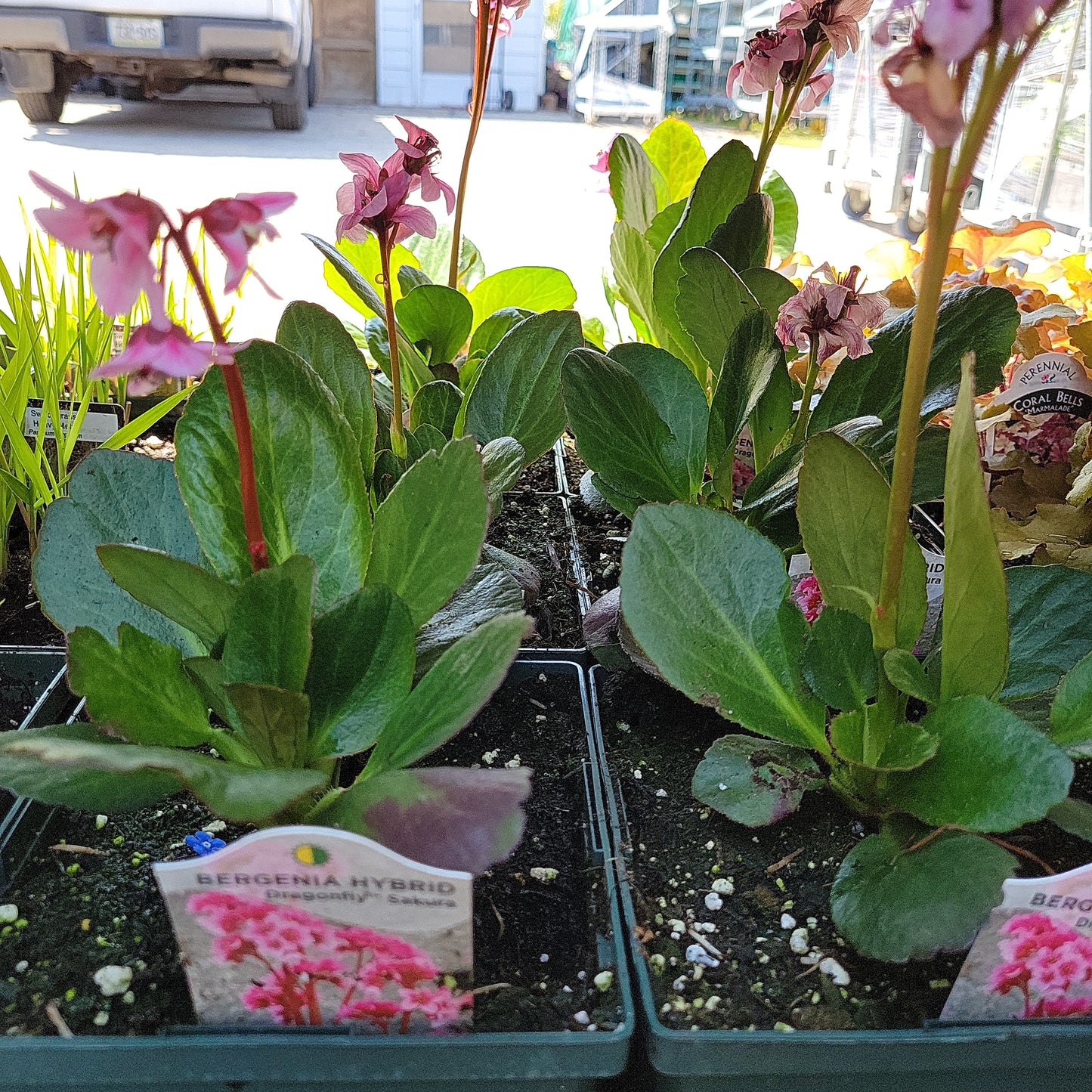 Bergenia
