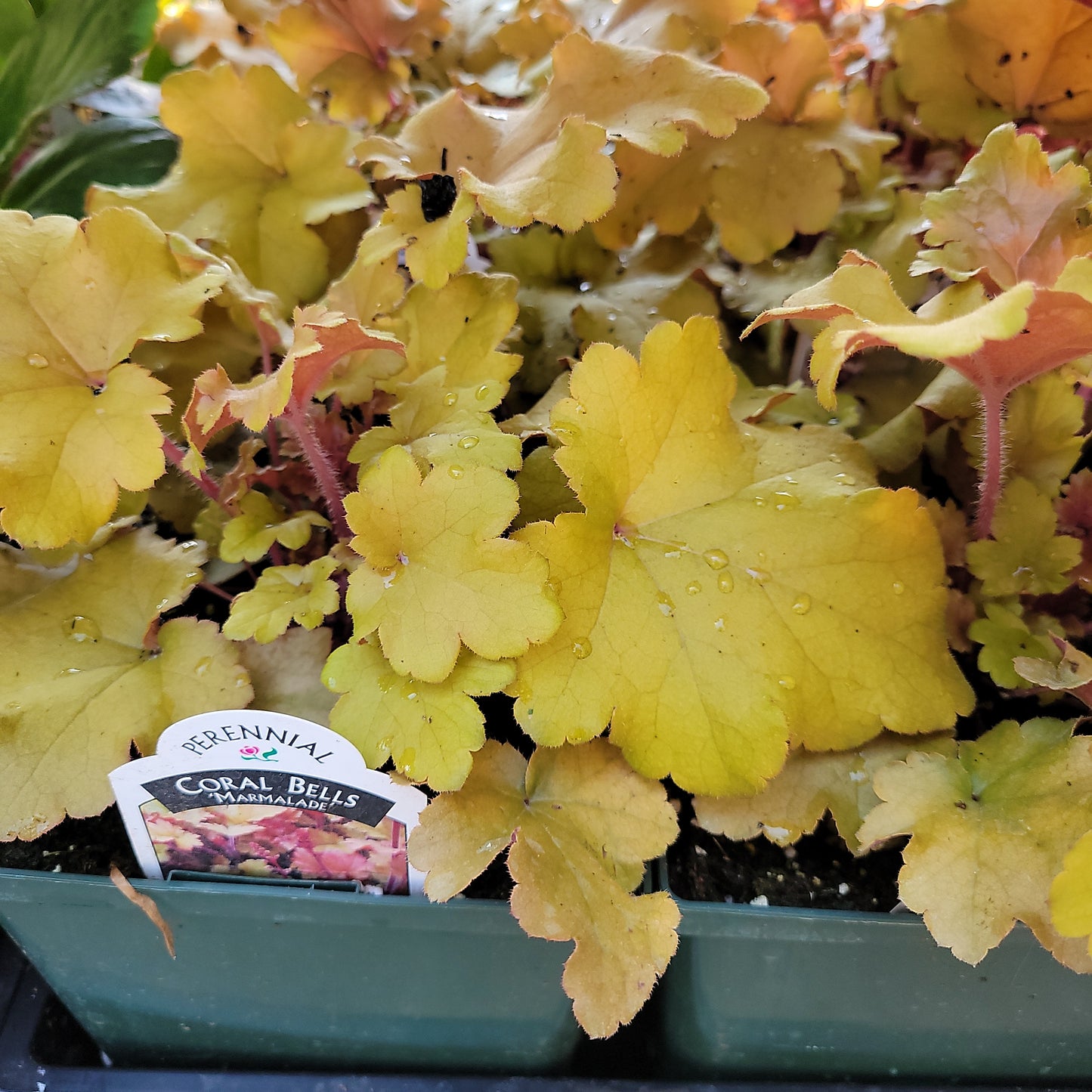 1 Gal Heuchera (Coral Bells)