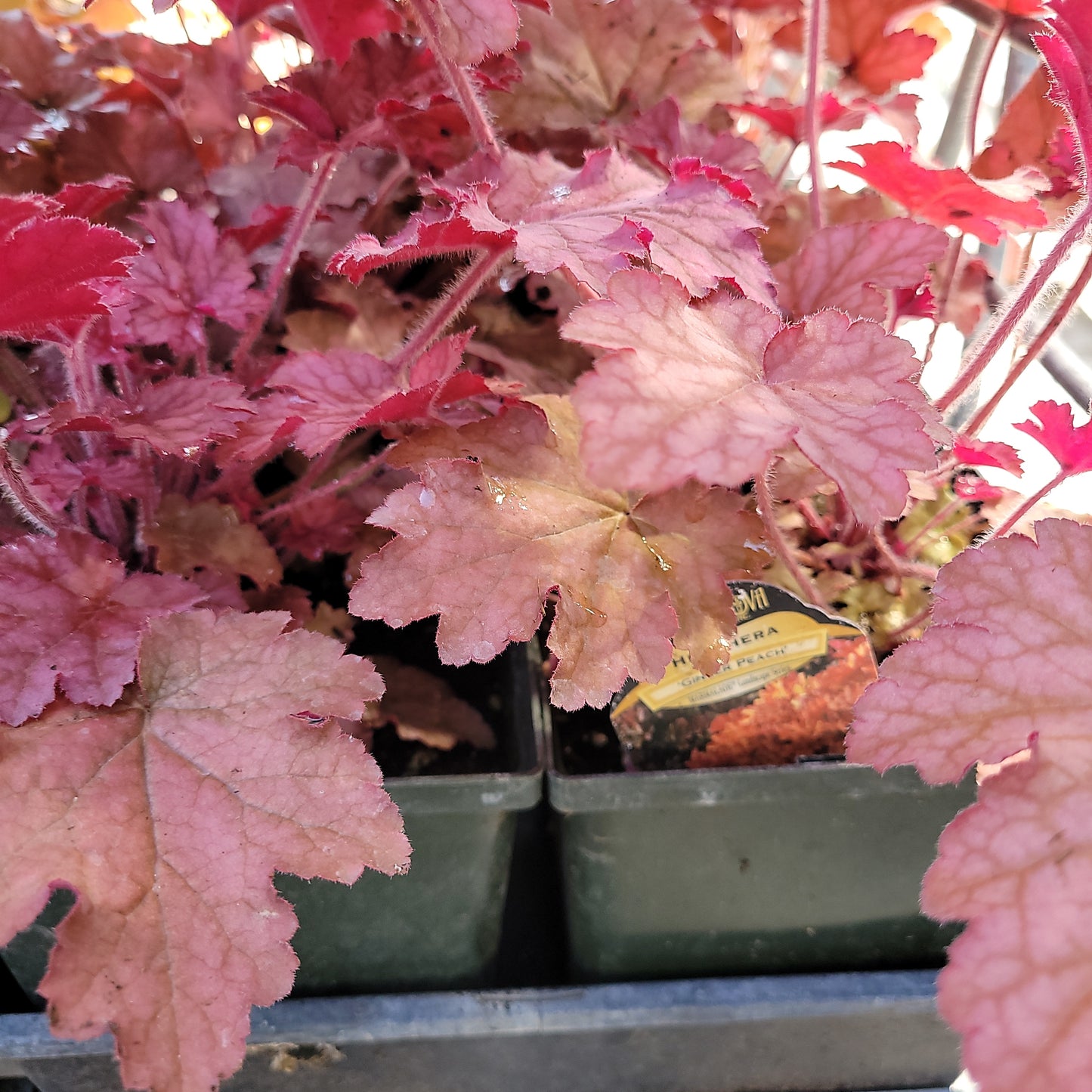 1 Gal Heuchera (Coral Bells)