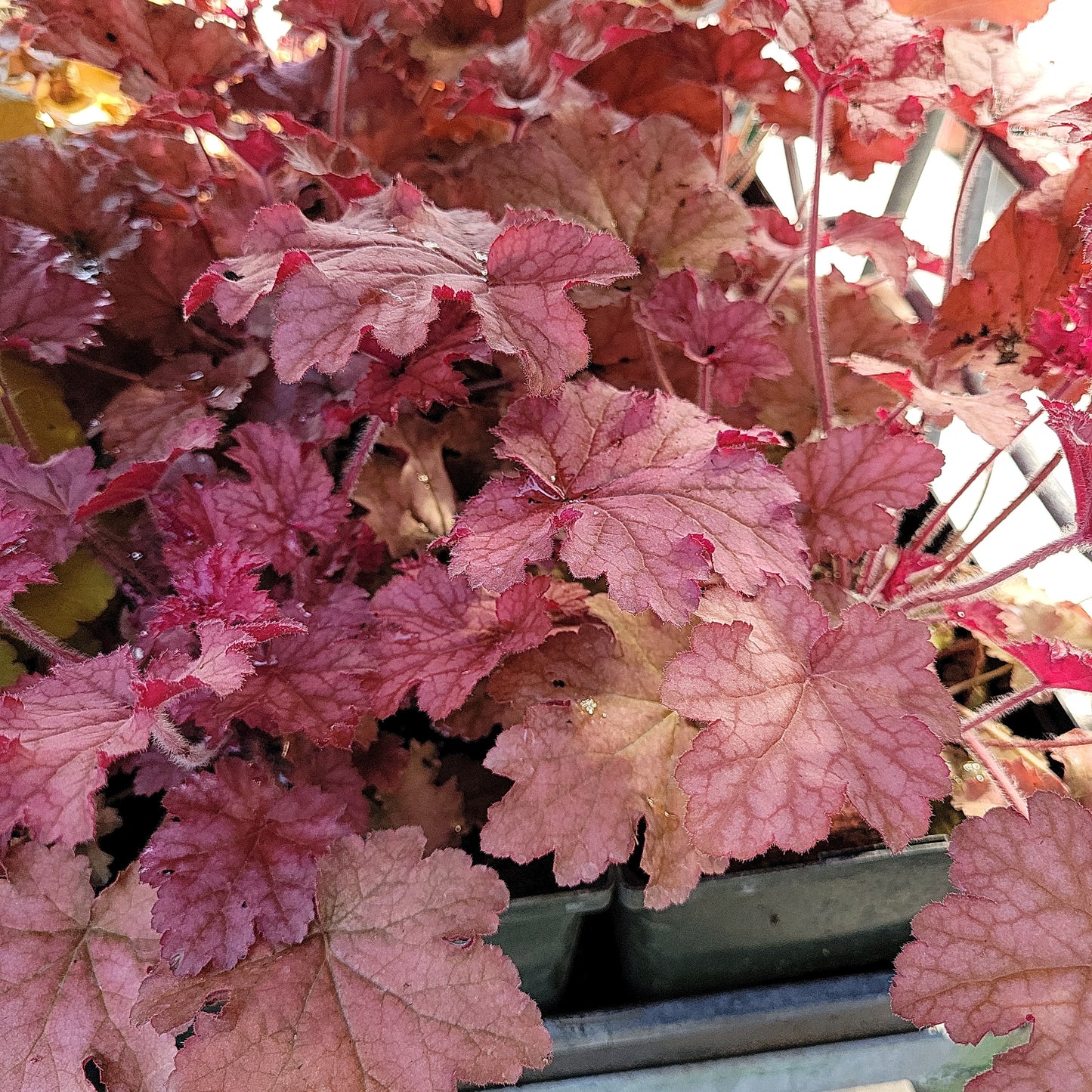 1 Gal Heuchera (Coral Bells)