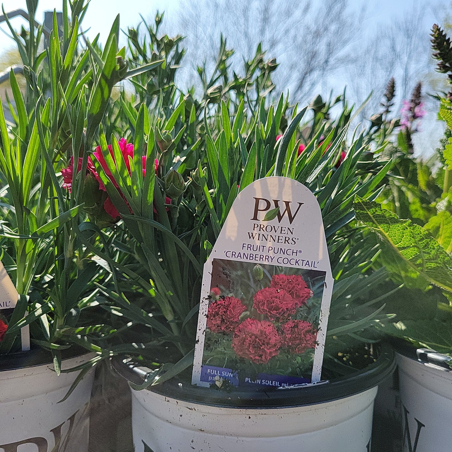 1 Gal Dianthus