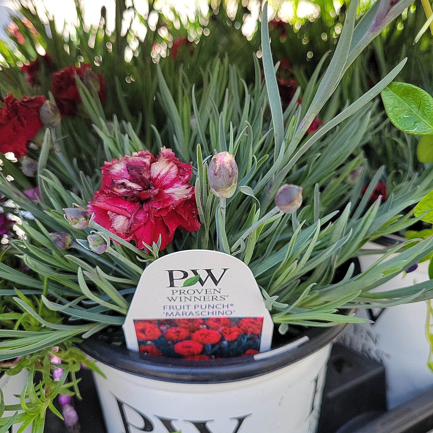 1 Gal Dianthus