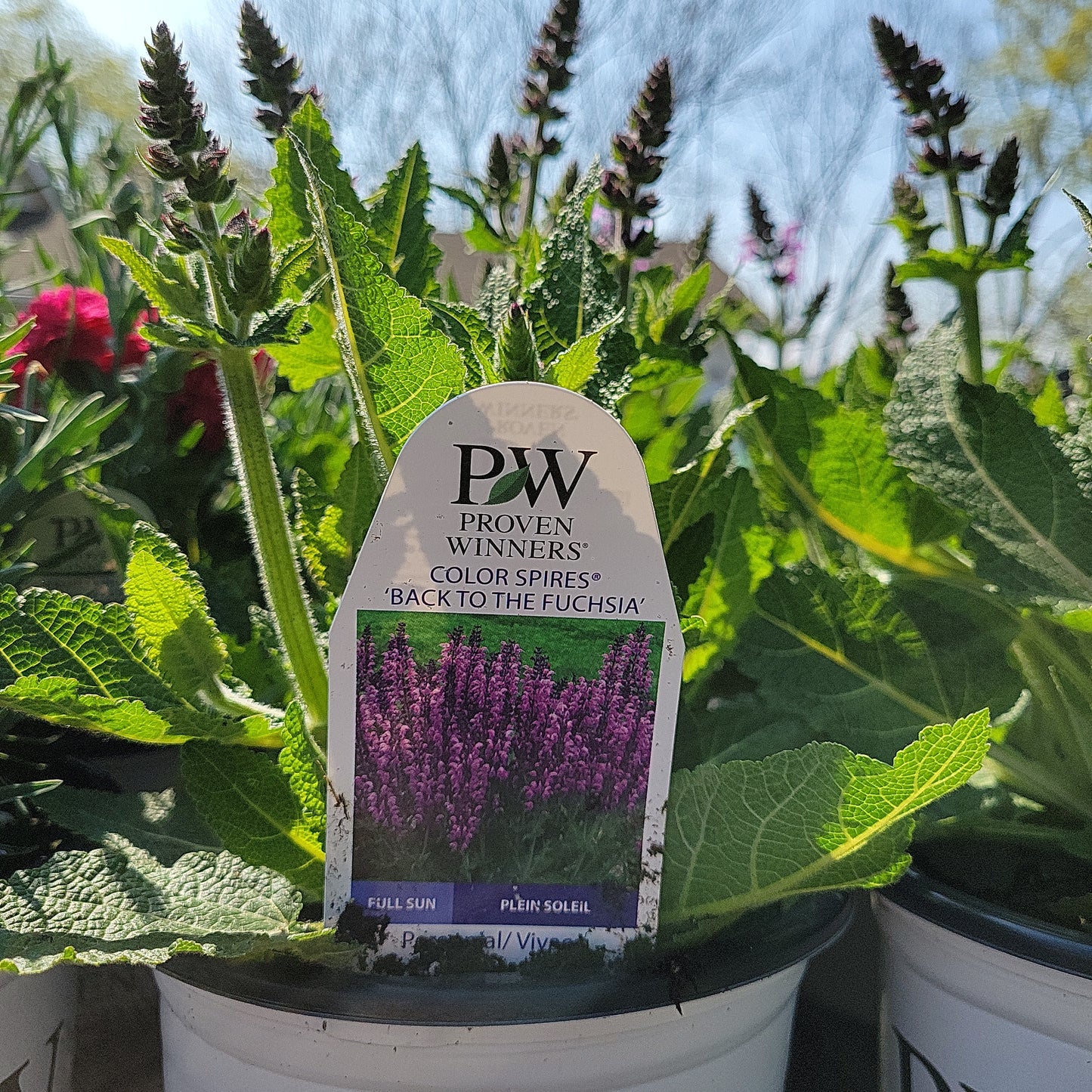 1 Gal Perennial Sage (Salvia)
