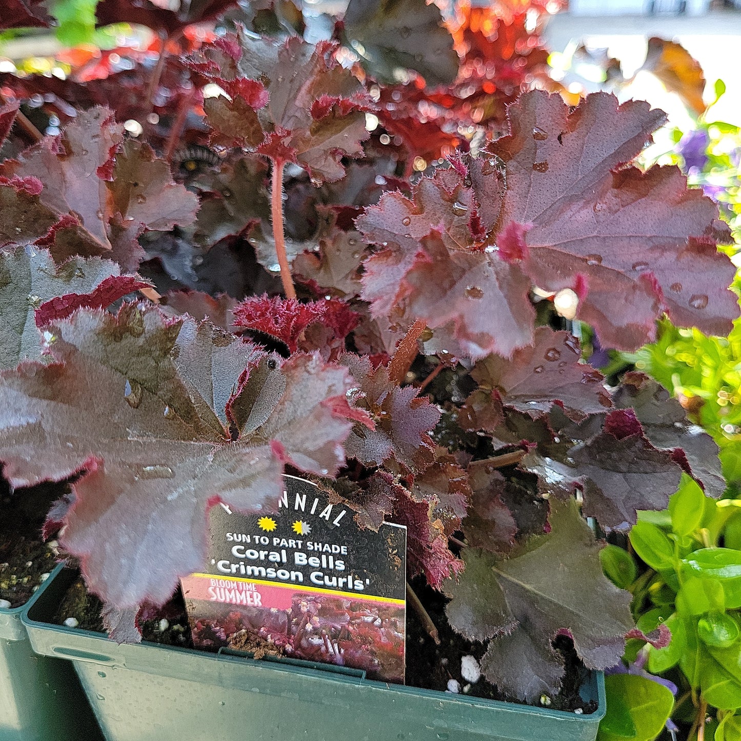 1 Gal Heuchera (Coral Bells)