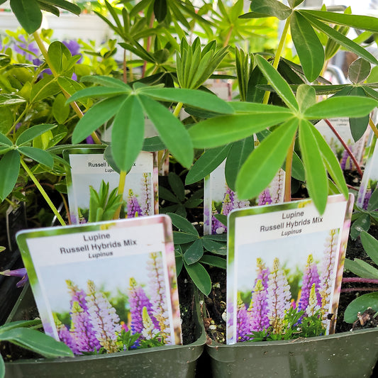4" Lupine