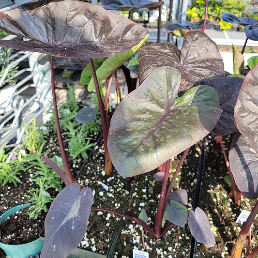 1 Gal Elephant Ear