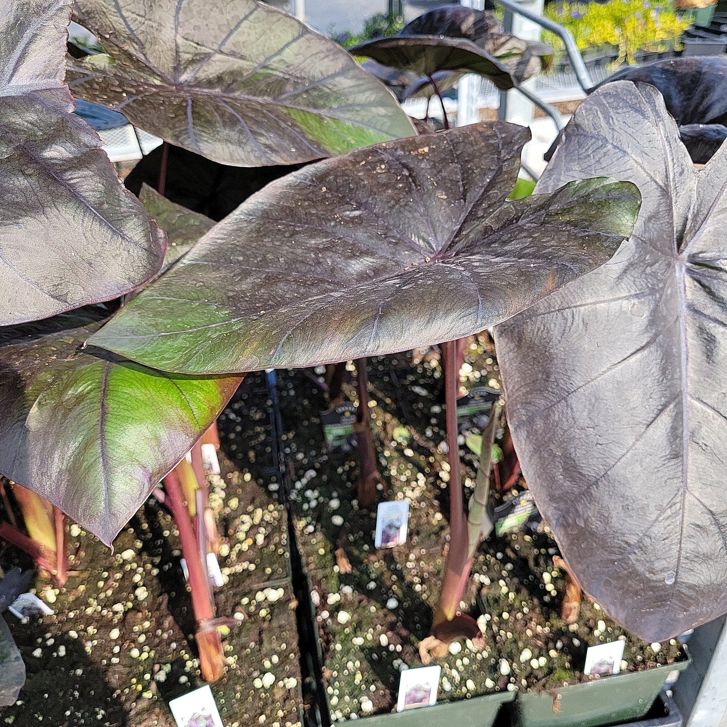 1 Gal Elephant Ear