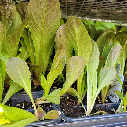 Lettuce Plants (Multi Pack)