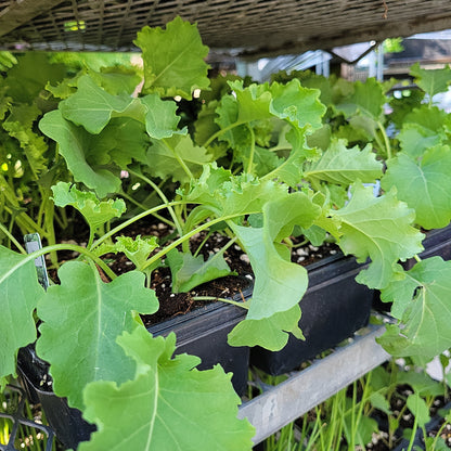Kale Plant (Multi Pack)