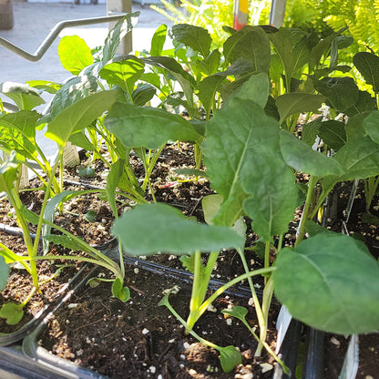 Kale Plant (Multi Pack)