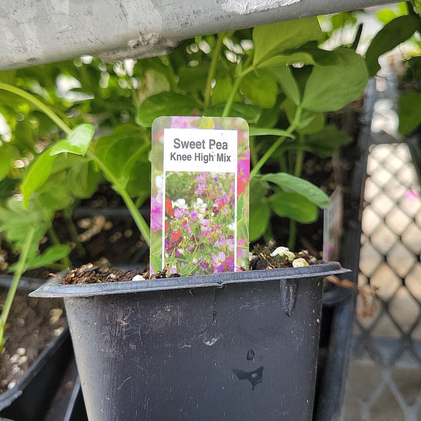 2 Pack Sweet Pea
