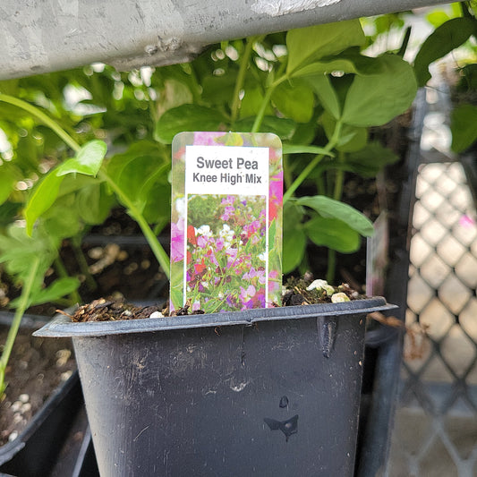 2 Pack Sweet Pea