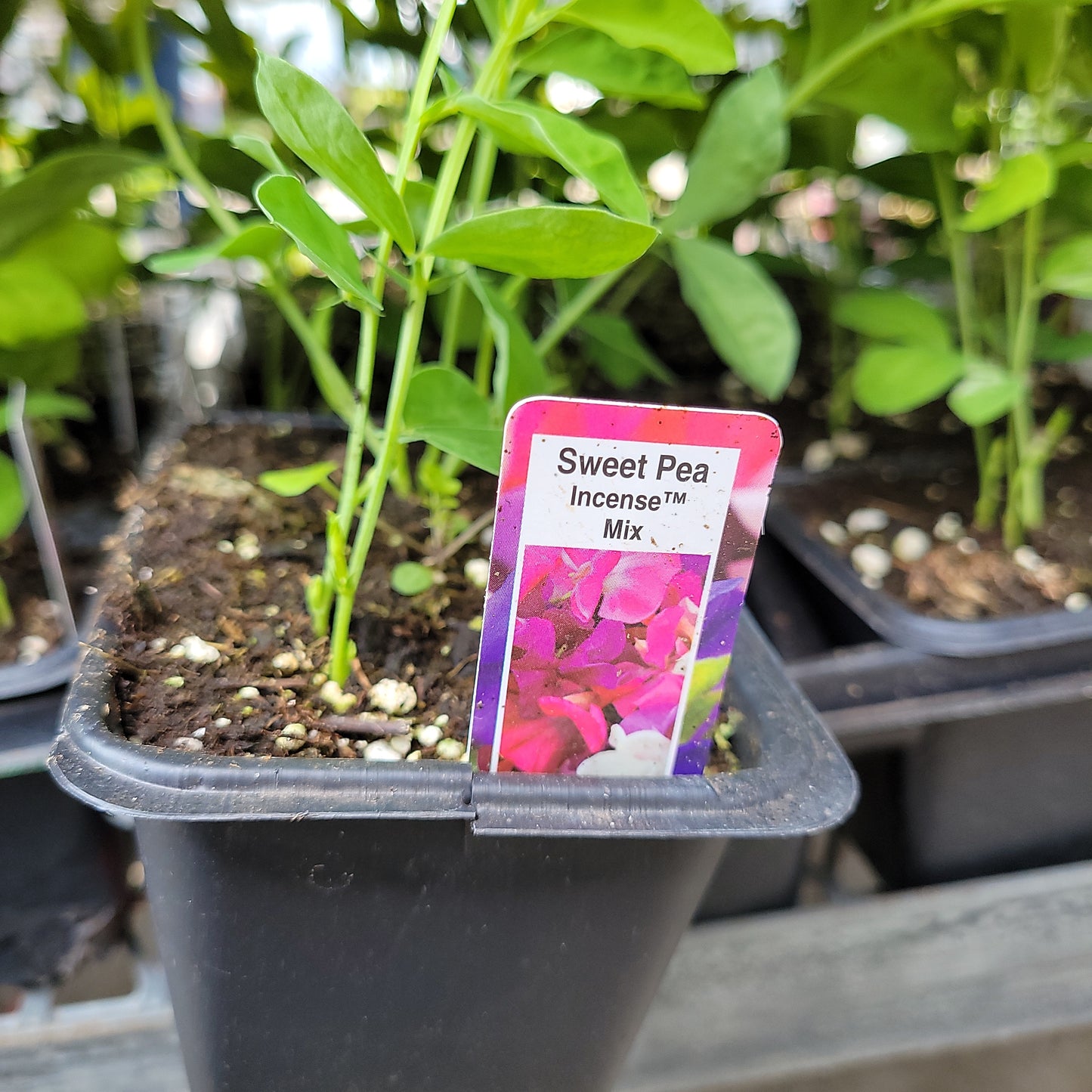 2 Pack Sweet Pea