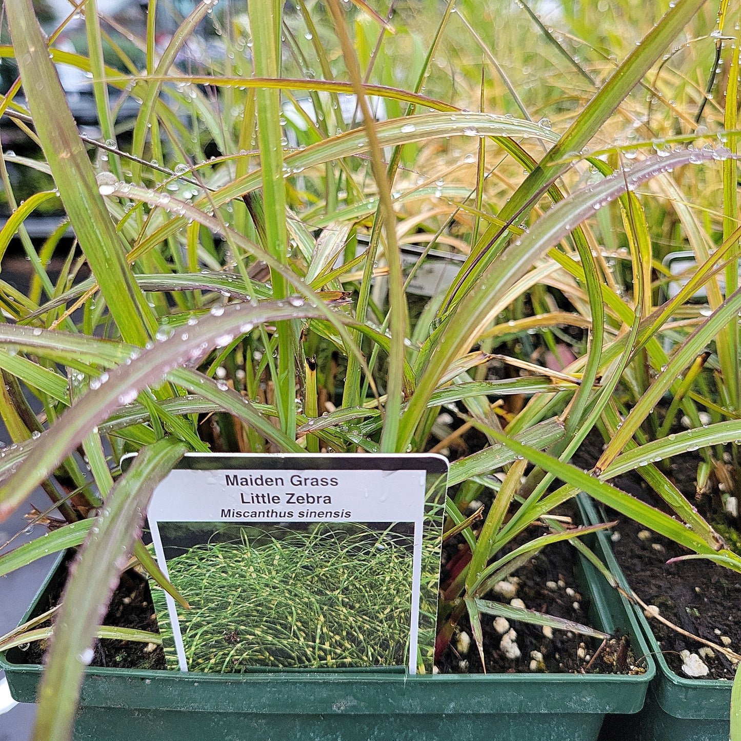 1 Gal Little Zebra Grass 'Miscanthus'