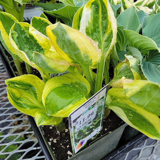1 Gal Hosta 'Brim Cup'