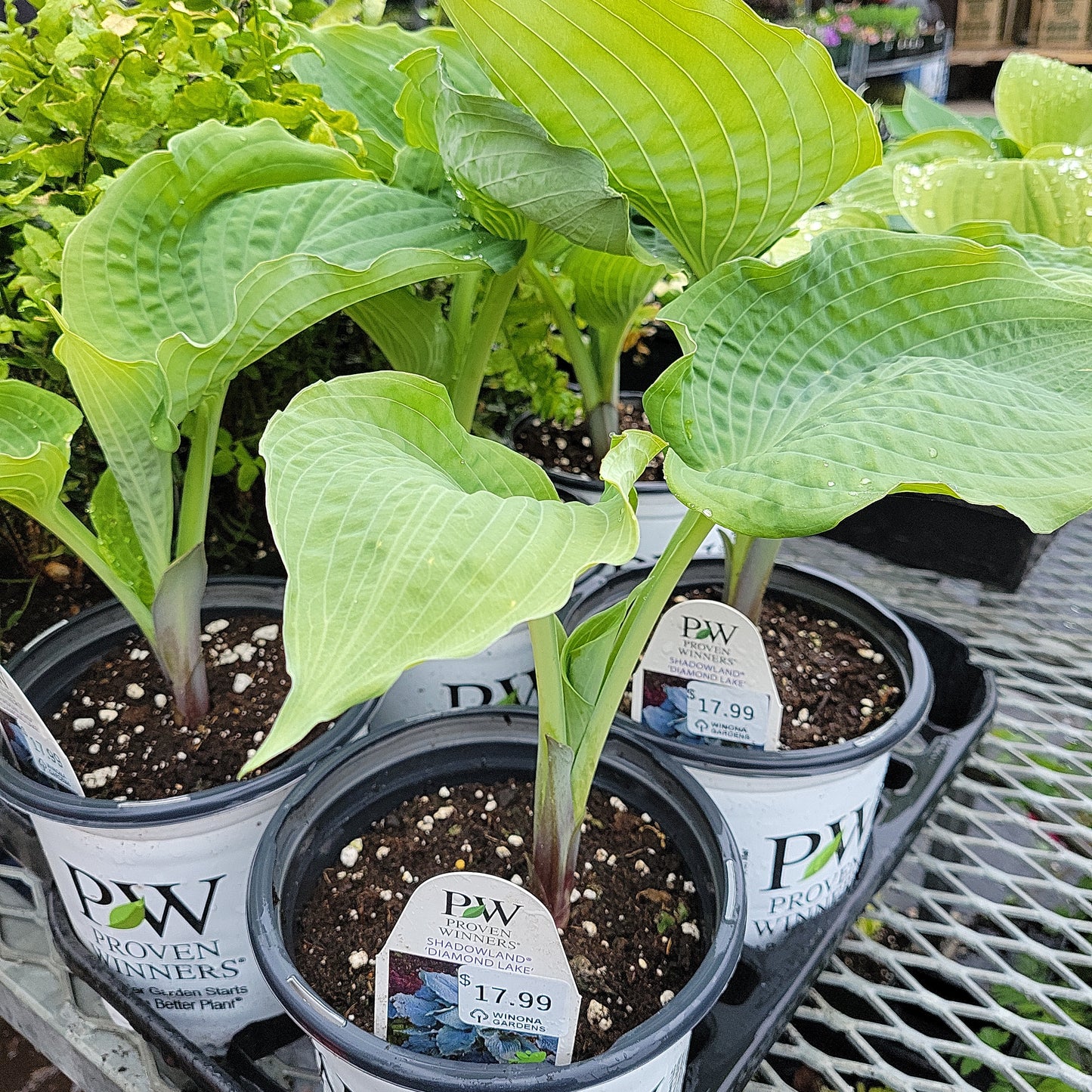 1 Gal Hosta 'Shadowland 'Diamond Lake'