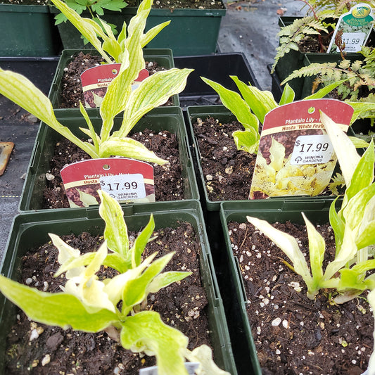1 Gal Hosta 'White Feather'