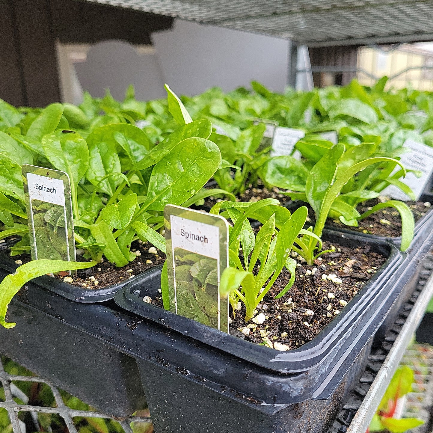 Spinach (Multi Pack)